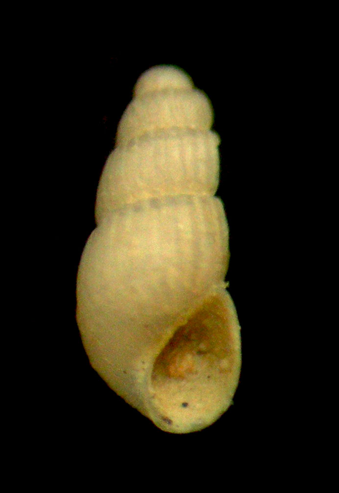 chrysallida??